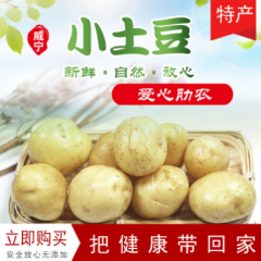 貴州威寧新鮮黃皮小土豆5斤裝